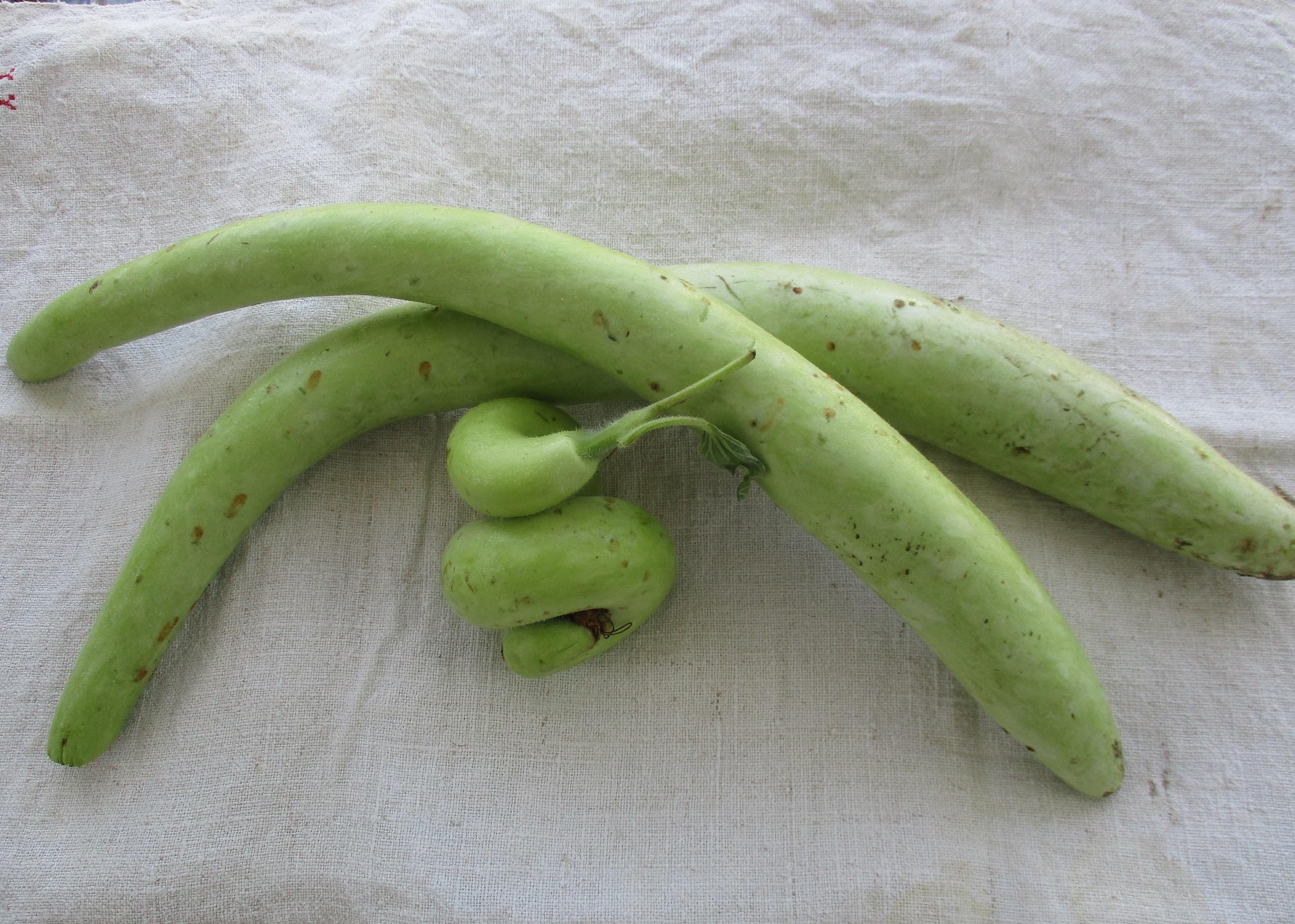 Confettura di zucchine lunghe