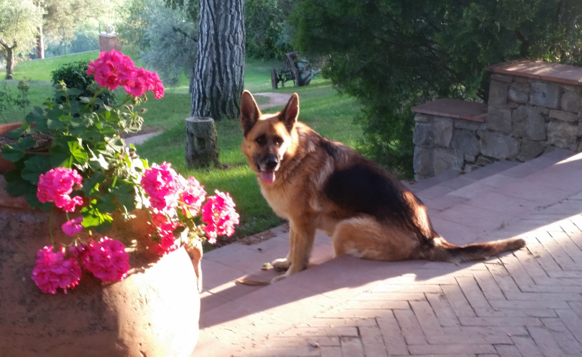 Galateo per il nostro cane